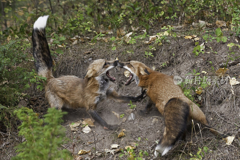 赤狐(Vulpes Vulpes)是食肉目哺乳动物。它是陆地上食肉动物中分布最广的，原产于加拿大、阿拉斯加、几乎所有邻近的美国、欧洲和北非